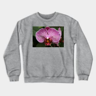 Purple Orchid Crewneck Sweatshirt